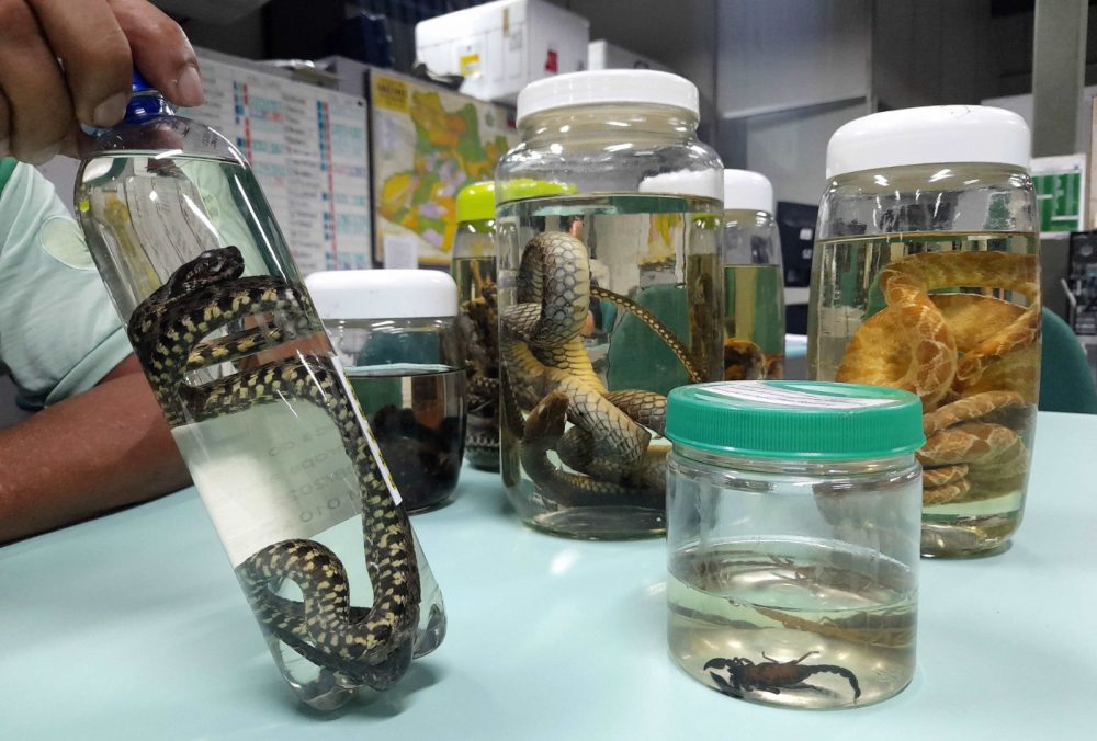 Amazonas conta com 96 pontos de atendimento preliminar a acidentes por animais peçonhentos Amazonas conta com 96 pontos de atendimento preliminar a acidentes por animais peçonhentos