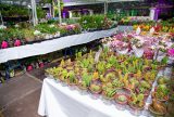 Feira de Flores de Holambra inicia nesta sexta (04) em Manaus e conta com exposição de mais de 200 plantas ornamentais
