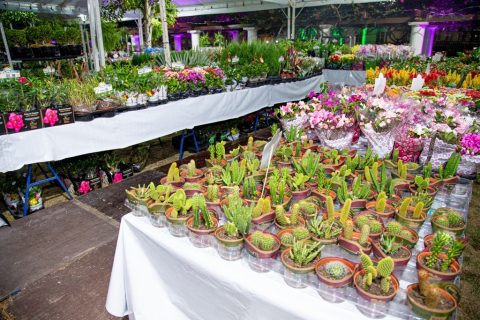 Feira de Flores de Holambra inicia nesta sexta (04) em Manaus e conta com exposição de mais de 200 plantas ornamentais