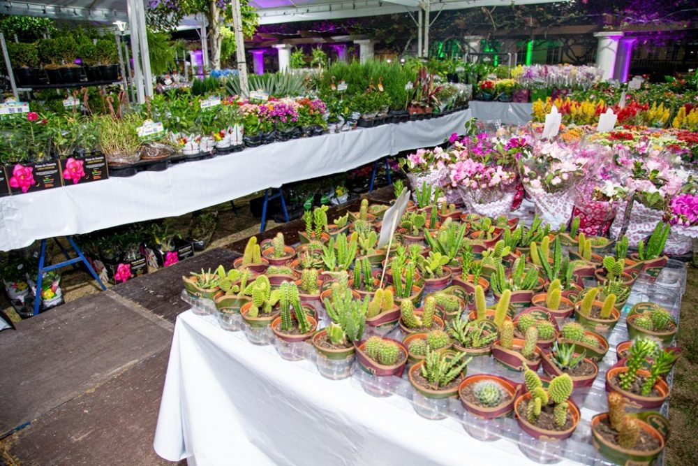 Feira de Flores de Holambra inicia nesta sexta (04) em Manaus e conta com exposição de mais de 200 plantas ornamentais Feira de Flores de Holambra inicia nesta sexta (04) em Manaus e conta com exposição de mais de 200 plantas ornamentais