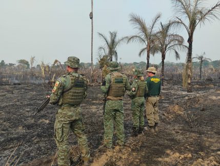 Operação Ibirá combate desmatamento ilegal em municípios do Amazonas