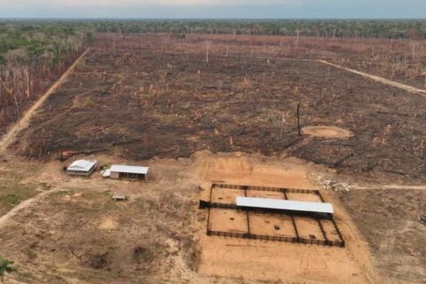 PF deflagra operação contra queimadas e desmatamento no sul do Amazonas