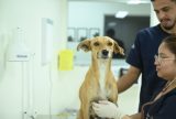 Outubro Rosa: Fametro promove atendimento gratuito contra câncer de mama em pets