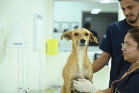 Outubro Rosa: Fametro promove atendimento gratuito contra câncer de mama em pets