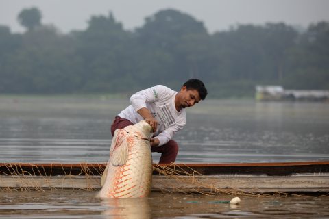 Seca dos rios no Amazonas ameaça manejo do pirarucu