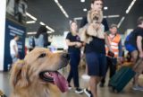 Governo Federal anuncia novas regras para transporte aéreo de pets
