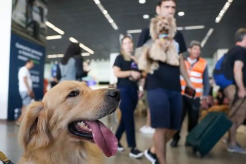 Governo Federal anuncia novas regras para transporte aéreo de pets