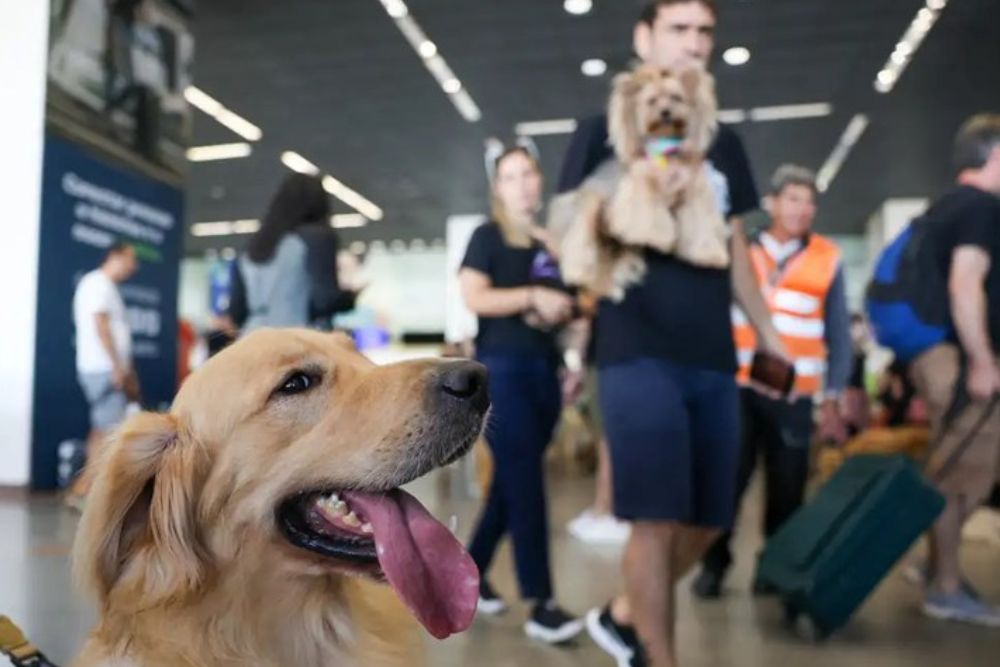 Governo Federal anuncia novas regras para transporte aéreo de pets Governo Federal anuncia novas regras para transporte aéreo de pets