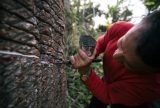 Cartilha sobre boas práticas do manejo da borracha nativa da Amazônia será lançada nesta segunda (04)
