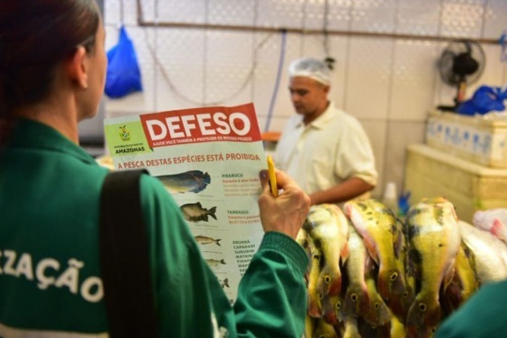 Período de Defeso das Espécies Subaquáticas do Amazonas terá início nesta sexta-feira (15) Período de Defeso das Espécies Subaquáticas do Amazonas terá início nesta sexta-feira (15)