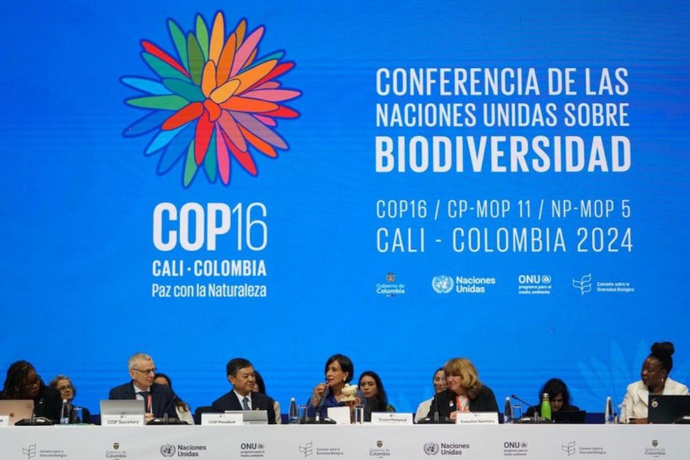 COP 16: Brasil destaca manejo do pirarucu como estratégia de conservação COP 16: Brasil destaca manejo do pirarucu como estratégia de conservação