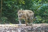 Pesquisa da Fapeam analisa manejo florestal de impacto reduzido em Itacoatiara