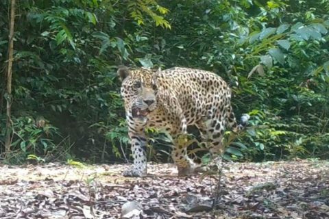 Pesquisa da Fapeam analisa manejo florestal de impacto reduzido em Itacoatiara