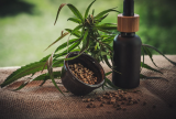 Anvisa fará consulta pública para atualizar regulamentação da cannabis