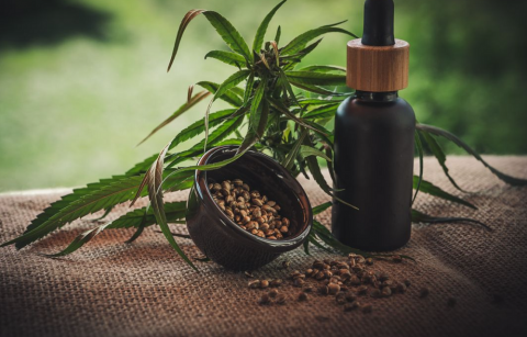 Anvisa fará consulta pública para atualizar regulamentação da cannabis