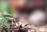 Corpo em estado de decomposição é encontrado em área de mata no bairro Jorge Teixeira