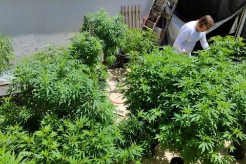 Brasil atingiu a marca de 672 mil pacientes que se tratam com cannabis