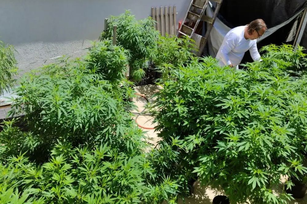 Brasil atingiu a marca de 672 mil pacientes que se tratam com cannabis