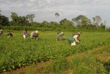 Lula sanciona lei que autoriza R$ 500 mi para agricultura familiar