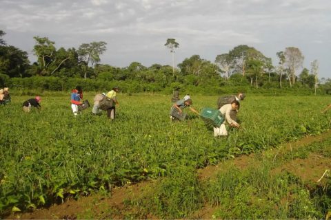 Lula sanciona lei que autoriza R$ 500 mi para agricultura familiar
