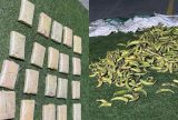 Polícia apreende skunk avaliado em R$ 400 mil dentro de sacos com banana