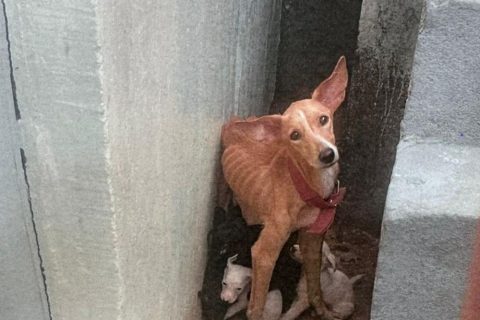 Polícia prende em flagrante suspeito de maus tratos contra cadela e oito filhotes em Manaus