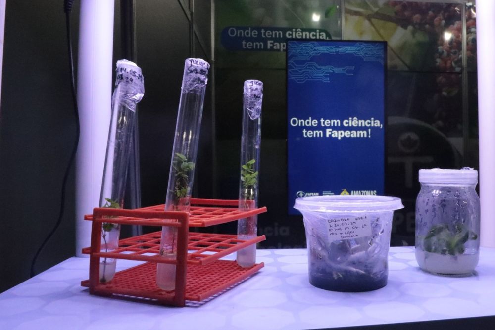 Pesquisadores do AM usam biotecnologia na produ&ccedil;&atilde;o de mudas in vitro