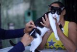 Adoção de animais e vacinação antirrábica acontecem em supermercado de Manaus