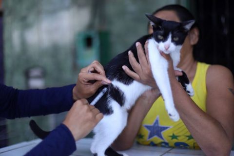 Adoção de animais e vacinação antirrábica acontecem em supermercado de Manaus