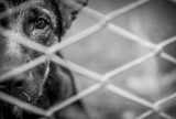 Polícia prende homem por maus-tratos praticados contra um cachorro em Manaus