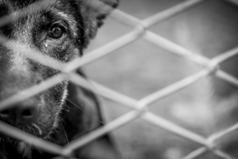 Polícia prende homem por maus-tratos praticados contra um cachorro em Manaus