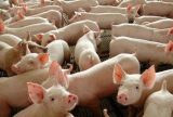Portaria que determina tratamento térmico para alimentos a suínos entra em vigor nesta terça (17) no AM