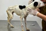 PC-AM intensifica combate aos maus-tratos a animais e encaminha mais de 120 inquéritos à Justiça em 2024