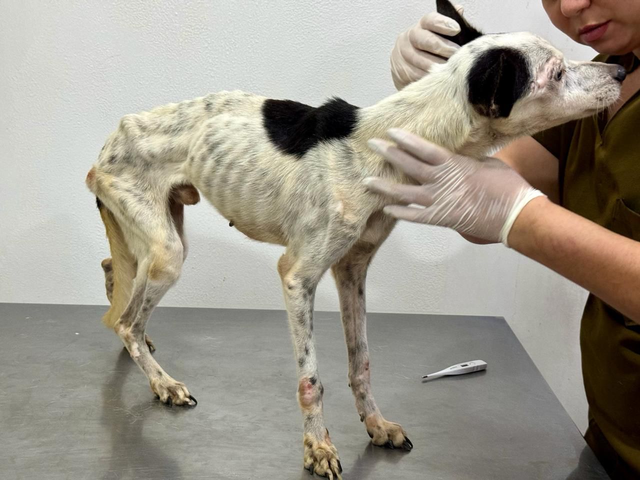 PC-AM intensifica combate aos maus-tratos a animais e encaminha mais de 120 inquéritos à Justiça em 2024 PC-AM intensifica combate aos maus-tratos a animais e encaminha mais de 120 inquéritos à Justiça em 2024