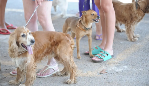 Nova lei regulamenta guarda compartilhada de pets; entenda regras
