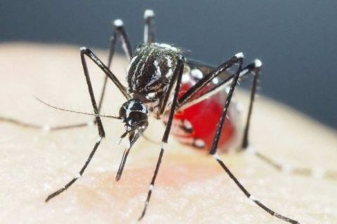 Ministério da saúde faz alerta sobre aumento de casos de dengue no Amazonas