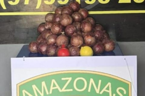 Criminosos tentam disfarçar drogas como cebolas em Santo Antônio do Içá