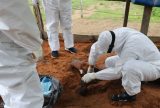 Novo óbito de cavalo por suspeita de intoxicação é investigado em Manaus