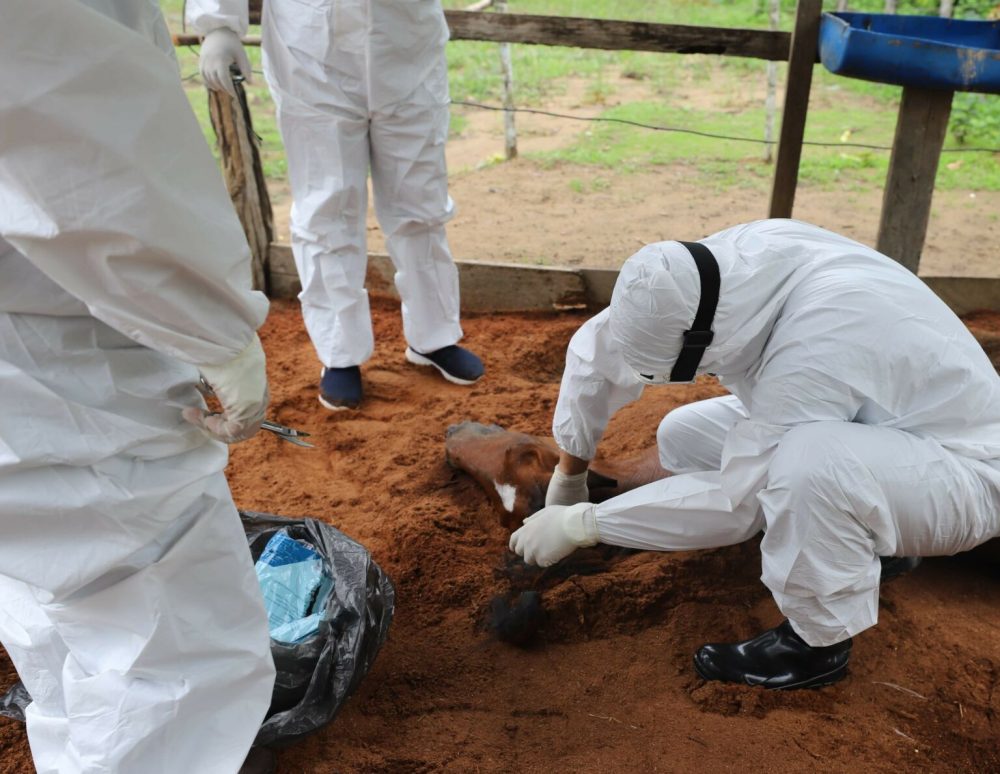 Novo óbito de cavalo por suspeita de intoxicação é investigado em Manaus