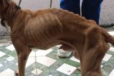 Mulher é presa por maus-tratos após deixar cachorro magro e infestado de carrapatos em Manaus