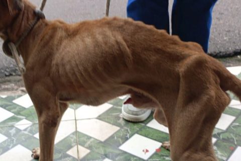 Mulher é presa por maus-tratos após deixar cachorro magro e infestado de carrapatos em Manaus