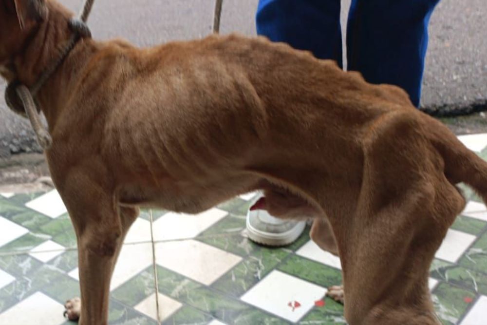 Mulher é presa por maus-tratos após deixar cachorro magro e infestado de carrapatos em Manaus Mulher é presa por maus-tratos após deixar cachorro magro e infestado de carrapatos em Manaus