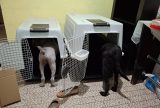 DPE-AM garante transporte de animais de suporte emocional em voo para Fortaleza