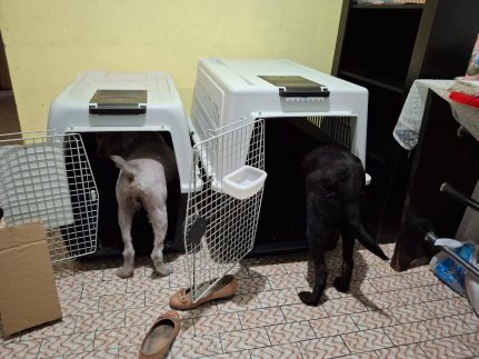 DPE-AM garante transporte de animais de suporte emocional em voo para Fortaleza