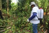 Monilíase: Adaf percorreu 29 municípios do Amazonas e inspecionou mais de 600 propriedades em 2024