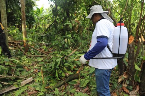 Monilíase: Adaf percorreu 29 municípios do Amazonas e inspecionou mais de 600 propriedades em 2024