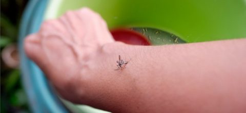 Mortes confirmadas por dengue em São Paulo dobram em 72 horas