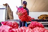 Conab registra queda de preço da batata e alta da cebola e tomate