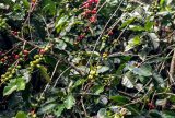 Conab estima produção de 51,8 milhões de sacas de café em 2025