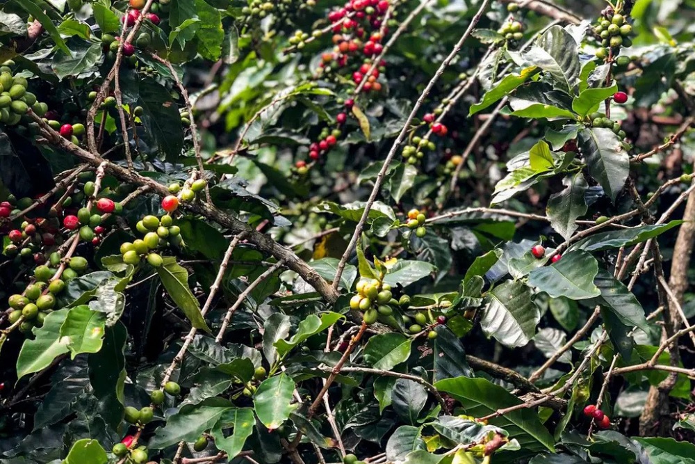 Conab estima produção de 51,8 milhões de sacas de café em 2025